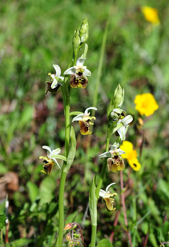 Ophrys molisane